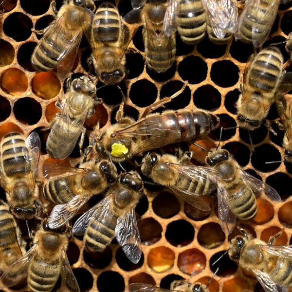 Queen Bee
