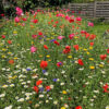 AC1 Cornfield Annual Wildflower Seed Mix 100% - Image 6
