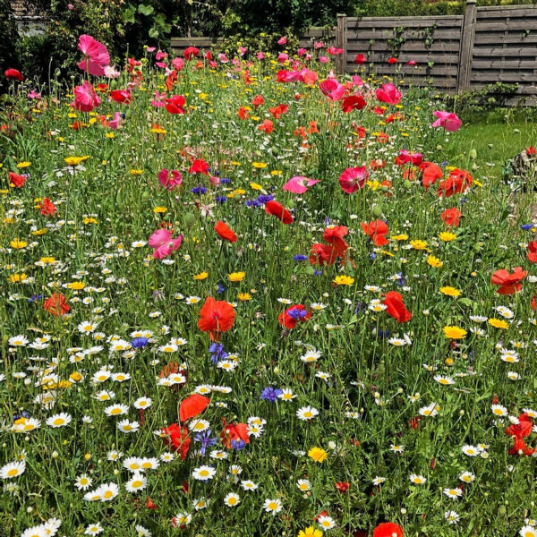 AC1 Cornfield Annual Wildflower Seed Mix 100%