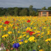 AC1 Cornfield Annual Wildflower Seed Mix 100% - Image 3