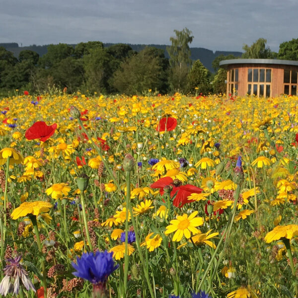 100% Wildflower Seed Mixtures