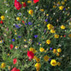 AC1 Cornfield Annual Wildflower Seed Mix 100% - Image 2