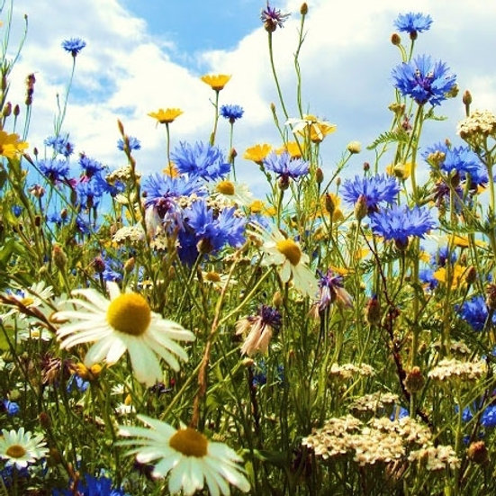 AP1 Premium Wildflower Seed Mix 100%