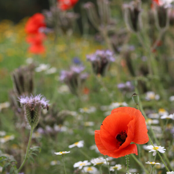 AP2 Eco Wildflower Seed Mix 100%