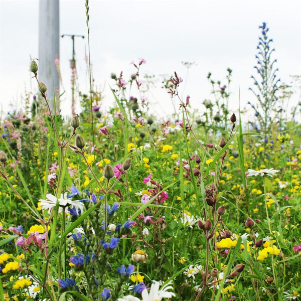 AP3 Colour Bright Wildflower Seed Mix 100%