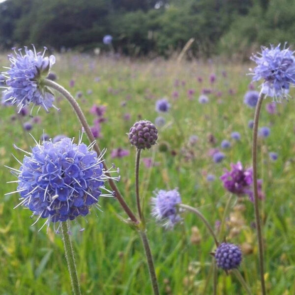 P1 Acid Soils Wildflower Seed Mix 100%