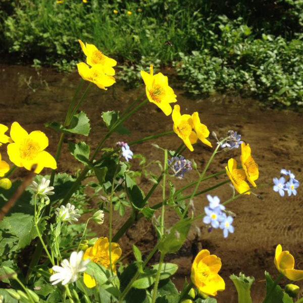 P2 Water Margins Wildflower Seed Mix 100%