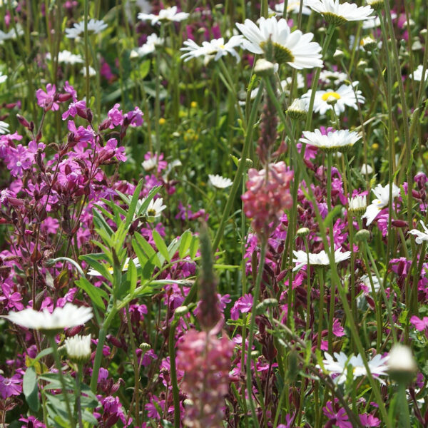 P3 Calcareous Soils Wildflower Seed Mix 100%