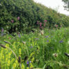 P4 Hedgerows Wildflower Seed Mix 100% - Image 4