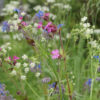 P4 Hedgerows Wildflower Seed Mix 100% - Image 6