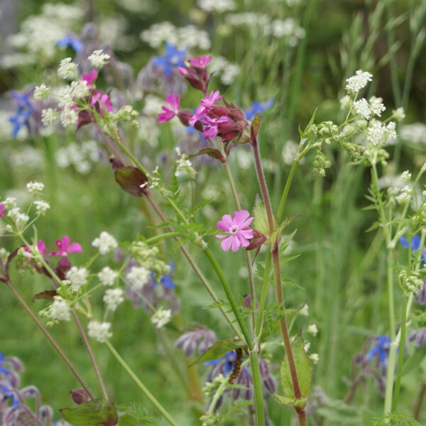 P4 Hedgerows Wildflower Seed Mix 100%