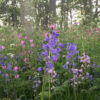 P5 Woodland & Heavy Shade Wildflower Seed Mix 100% - Image 4