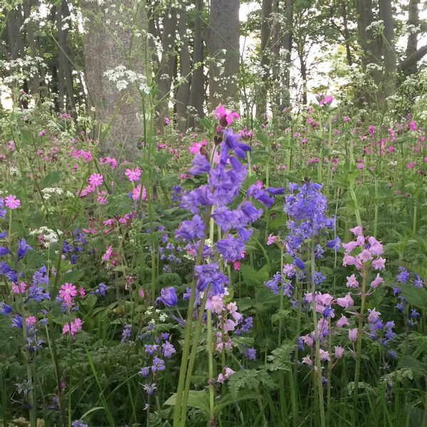P5 Woodland & Heavy Shade Wildflower Seed Mix 100%