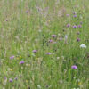 P6 Damp Loam Wildflower Seed Mix 100% - Image 4