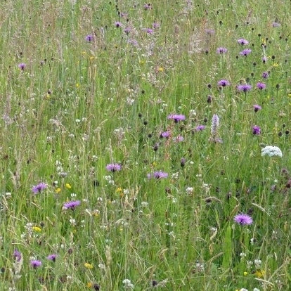 P6 Damp Loam Wildflower Seed Mix 100%